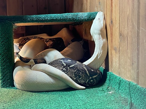 Pet Store «Critter Pet Shop», reviews and photos, 19309 Ecorse Rd, Allen Park, MI 48101, USA