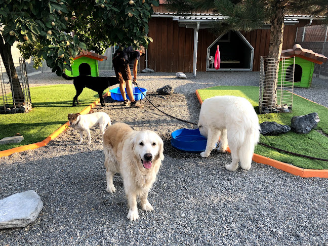 Kommentare und Rezensionen über A3-Tierferienplatz im Aargau, das Tierhotel wo sich Hunde und Katzen wohlfühlen mit der Option zum Familienanschluss