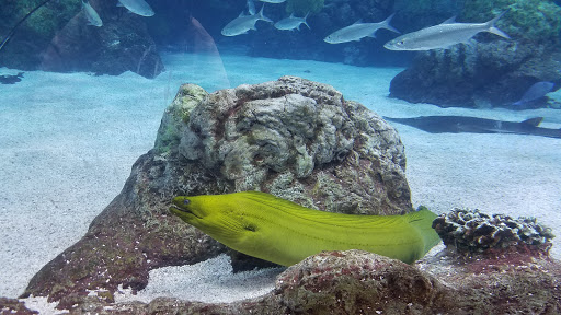 Aquarium «Downtown Aquarium», reviews and photos, 700 Water St, Denver, CO 80211, USA