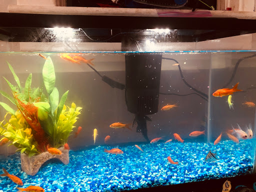 Pet Supply Store «Pet Supplies Plus», reviews and photos, 3060 N Lewis Ave, Waukegan, IL 60087, USA