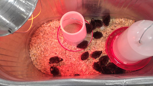 Home Improvement Store «Tractor Supply Co.», reviews and photos, 2475 Dr Martin Luther King Jr Pkwy, Chico, CA 95928, USA