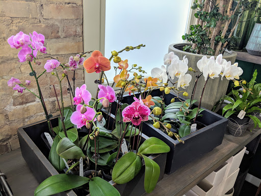 Orchid Grower «Orchid Dynasty», reviews and photos, 959 900 S, Salt Lake City, UT 84105, USA