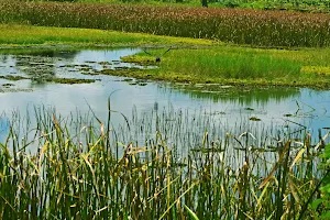 Mavoor Wetlands image