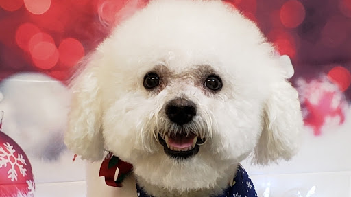 Dog Day Care Center «Lucky Dog Boutique & Spa», reviews and photos, 4503 Chumuckla Hwy, Pace, FL 32571, USA