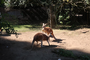 The Outback Kangaroo Farm