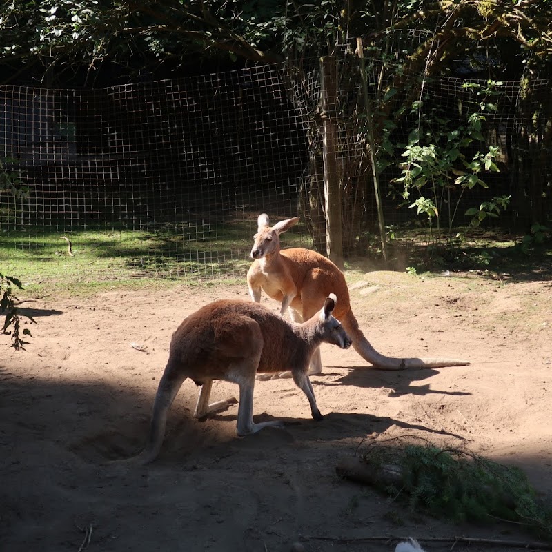 The Outback Kangaroo Farm