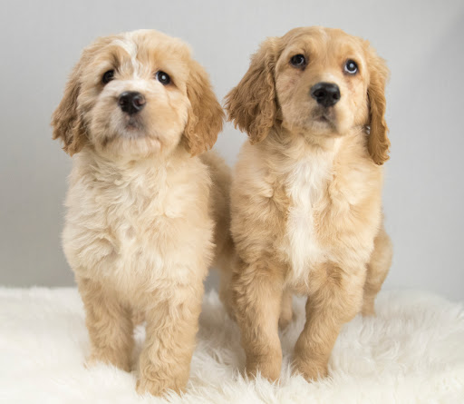 Pet Store «Petland», reviews and photos, 1514 Stonecreek Dr, Pickerington, OH 43147, USA