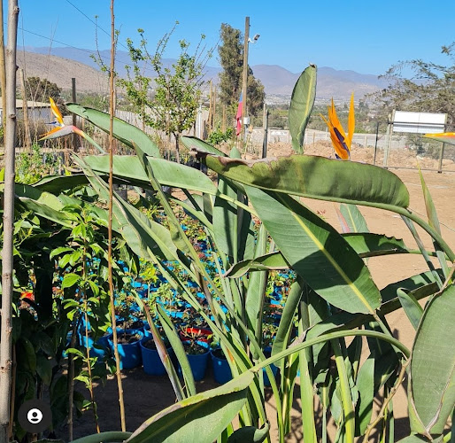 Vivero "Jardin Tambillos" - Coquimbo