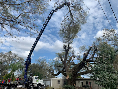 Tampa Tree Pros