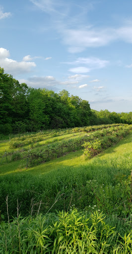 Winery «Hummingbird Hills Winery», reviews and photos, 1442 Burtonville Rd, Fultonville, NY 12072, USA