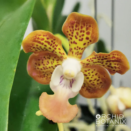 Orchid Botanix & Tropicals of Winnipeg