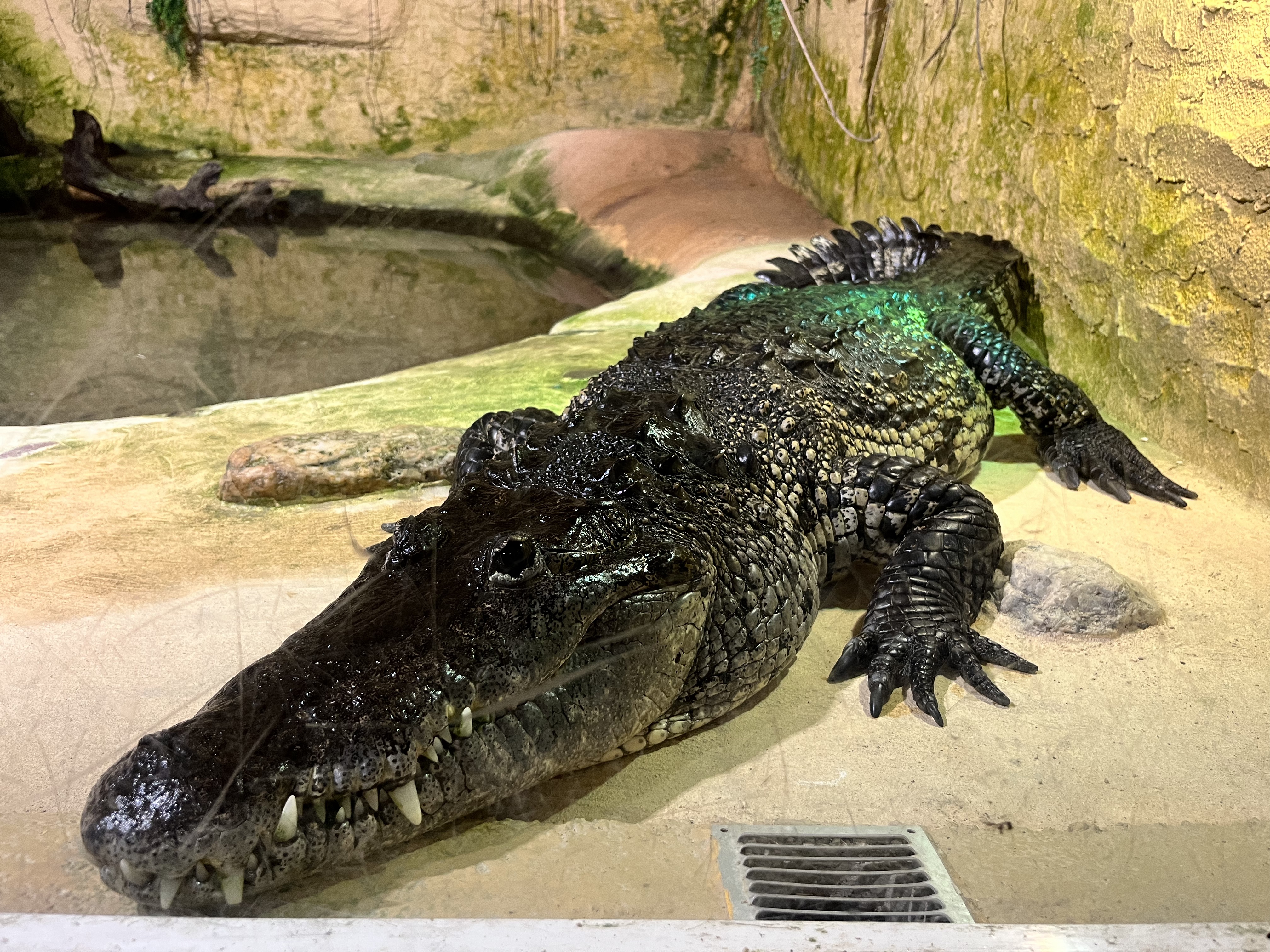 Photo n° 1 de l'avis de Cinderella. fait le 22/07/2023 à 13:17