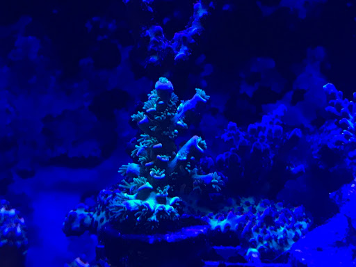 Aquarium «Aquarium Specialties & Research Center», reviews and photos, 235 Lancaster Ave, Malvern, PA 19355, USA