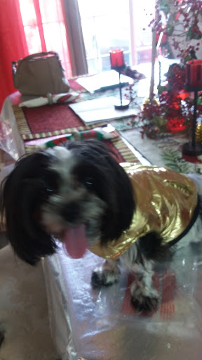 Pet Groomer «ITIG Happy Dog Wash», reviews and photos, 6465 S Chickasaw Trail, Orlando, FL 32829, USA