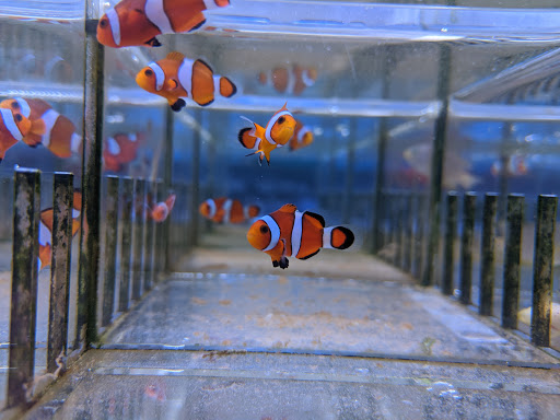 Tropical Fish Store «Rainbow Aquarium and Pond», reviews and photos, 9066 Woodman Ave, Pacoima, CA 91331, USA