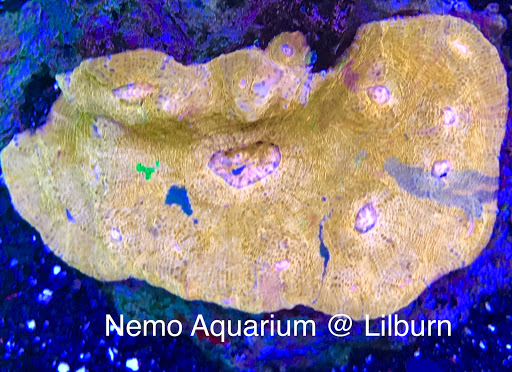 Aquarium «Nemos Aquarium», reviews and photos, 4051 Stone Mountain Hwy, Snellville, GA 30039, USA