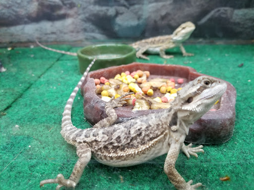 Pet Supply Store «Petco Animal Supplies», reviews and photos, 2689 Market Center Dr, Rockwall, TX 75032, USA