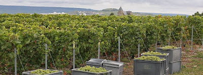 Champagne Jean Pernet à Le Mesnil-sur-Oger