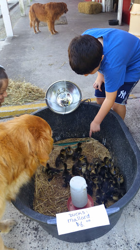 Pet Supply Store «Circle G Ranch & Pet Supply», reviews and photos, 7810 Plathe Rd, New Port Richey, FL 34653, USA