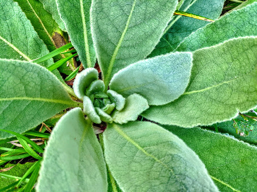 Nature Preserve «Shaw Nature Reserve», reviews and photos, 307 Pinetum Loop Rd, Gray Summit, MO 63039, USA