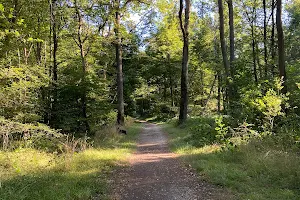 Forêt régionale de Saint Vrain image