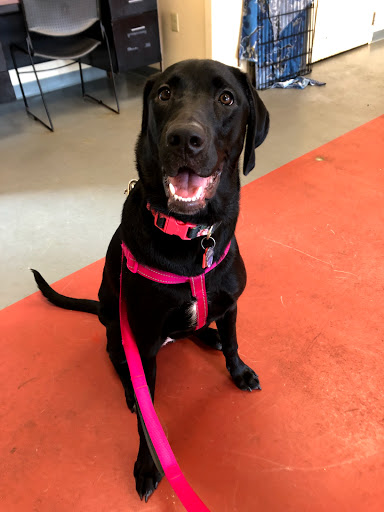 Pet Supply Store «Pet Valu», reviews and photos, 2738 Sidney St, Pittsburgh, PA 15203, USA