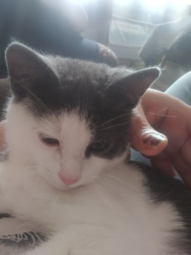 Pet Supply Store «Petco Animal Supplies», reviews and photos, 1694 Boston Rd, Springfield, MA 01129, USA