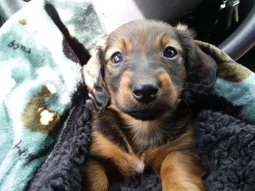 Shopping Mall «Mounds Mall», reviews and photos, 2109 S Scatterfield Rd, Anderson, IN 46016, USA