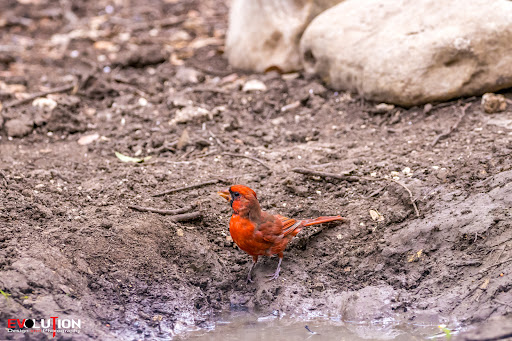 Nature Preserve «Warbler Woods», reviews and photos, 19349 Old Wiederstein Rd, Cibolo, TX 78108, USA