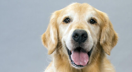 Pet Supply Store «PetSmart», reviews and photos, 3220 W Shaw Ave, Fresno, CA 93711, USA