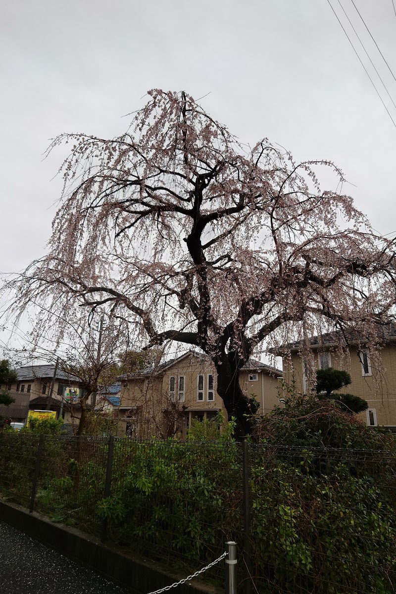 篠原町の枝垂れ桜