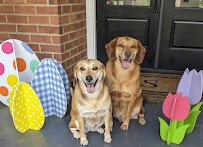 Pleasant Pet Services, LLC - Photo 1 - Car repair in , Charleston