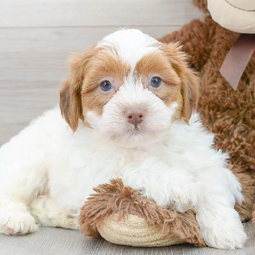 Pet Store «The Family Puppy of Fountain Walk», reviews and photos, 44125 W 12 Mile Rd E-121, Novi, MI 48377, USA