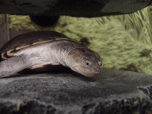 Pet Supply Store «PetSmart», reviews and photos, 16086 Jackson Creek Pkwy, Monument, CO 80132, USA