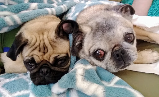 Pet Supply Store «Pet Food Express», reviews and photos, 4220 Long Beach Blvd, Long Beach, CA 90807, USA