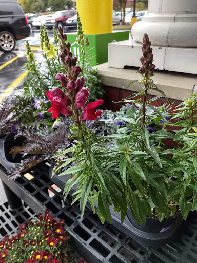 Grocery Store «Kroger», reviews and photos, 455 Nathan Dean Blvd, Dallas, GA 30132, USA