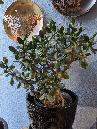 Florist «Urban Sense», reviews and photos, 5402 W Vliet St, Milwaukee, WI 53208, USA