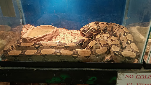 Pet Supply Store «Whiteway Pet Shop», reviews and photos, 950 Elizabeth Ave, Elizabeth, NJ 07201, USA