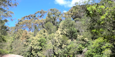 Flat Rock Gully Walking Track