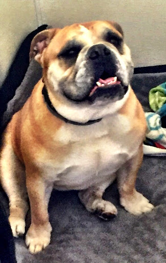 Pet Boarding Service «Howliday Inn Suites & Treats Pet Resort», reviews and photos, 1 Davis Ct, Hurricane, WV 25526, USA