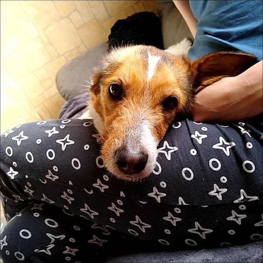 Florian Severins veterinary practice unter Bedburg, 