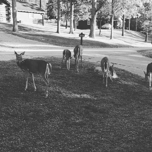 Golf Resort «Speidel Golf Club at Oglebay Resort», reviews and photos, 465 Lodge Drive, Wheeling, WV 26003, USA