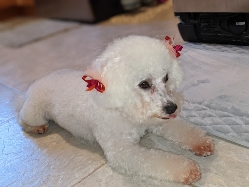 Pet Supply Store «Petco Animal Supplies», reviews and photos, 4411 16th St, Moline, IL 61265, USA