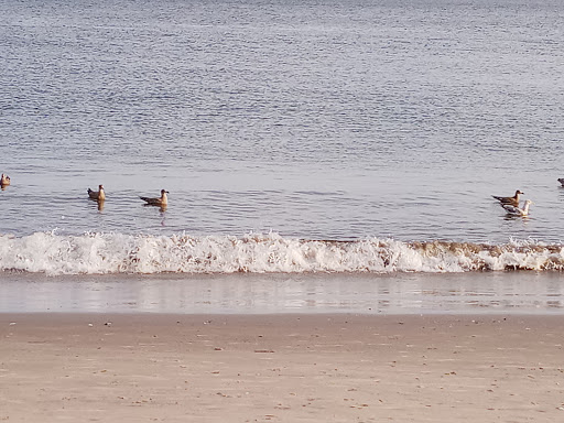 Park «Asser Levy Park», reviews and photos, 302 Sea Breeze Ave, Brooklyn, NY 11224, USA