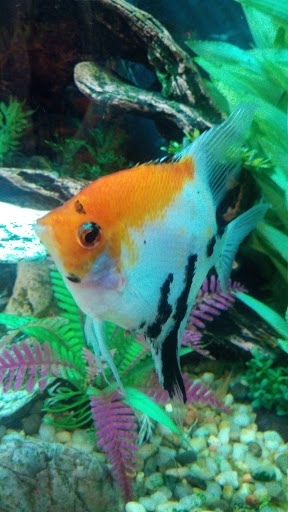 Pet Supply Store «Pet Supermarket», reviews and photos, 3908 Oleander Dr, Wilmington, NC 28403, USA