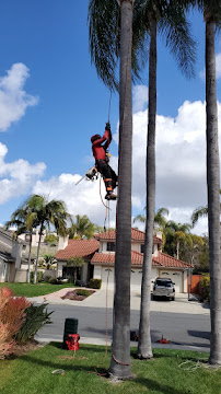 Carrillo Go Green Tree Services - Photo 7 - Car repair in , Oceanside