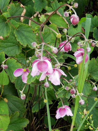 Museum «The Long Island Museum», reviews and photos, 1200 NY-25A, Stony Brook, NY 11790, USA