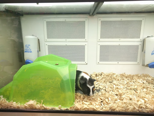 Pet Supply Store «Petco Animal Supplies», reviews and photos, 1391 NJ-35, Middletown, NJ 07748, USA