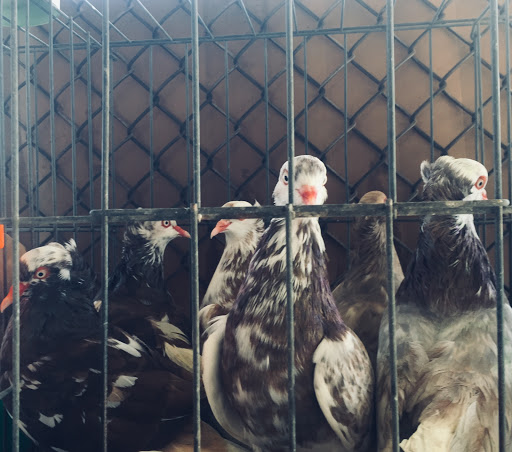 Pet Store «Shady Hills Pet Shop», reviews and photos, 15642 County Line Rd, Spring Hill, FL 34610, USA