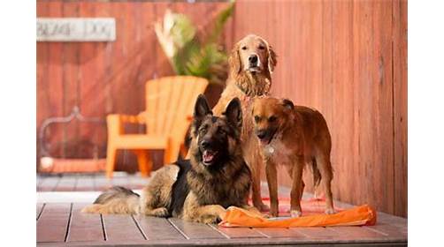 Wag Hotels - West Sacramento image